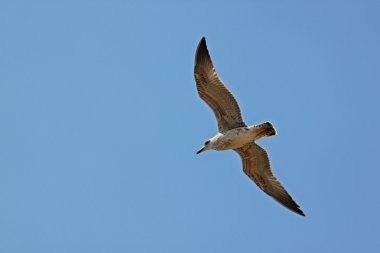 Mavi gökyüzünde martı