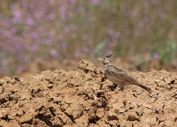 Lark seduta su terreno asciutto — Foto Stock