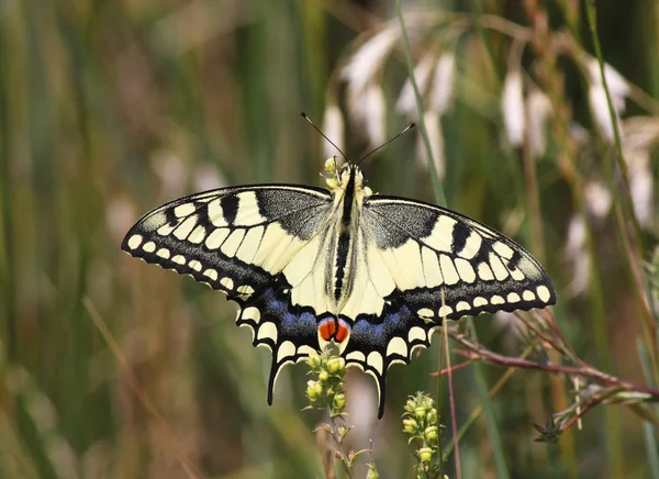 Papilio machaon pillangó — Stock Fotó