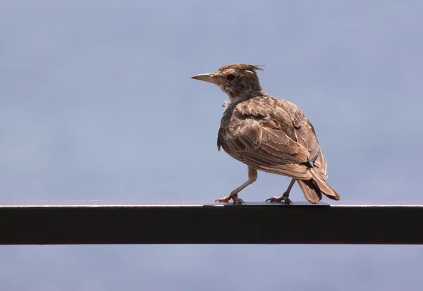 Lark na construção metálica — Fotografia de Stock