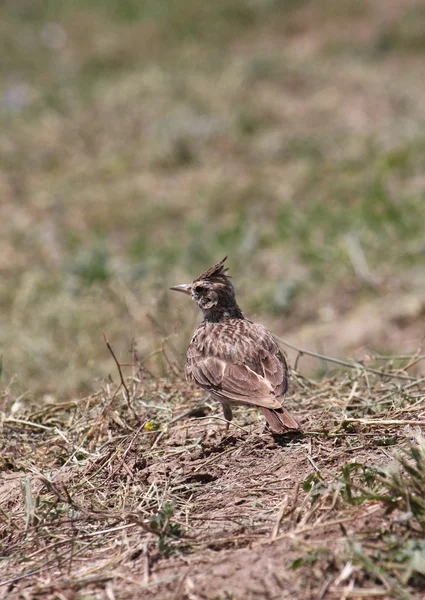 Lärka på marken — Stockfoto