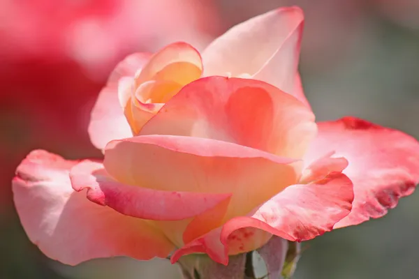 Roze roos — Stockfoto