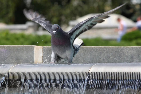 Pombo na fonte — Fotografia de Stock