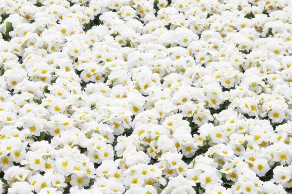 Flores de primula blancas — Foto de Stock