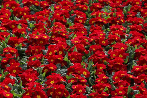 Red Primula flowers — Stock Photo, Image