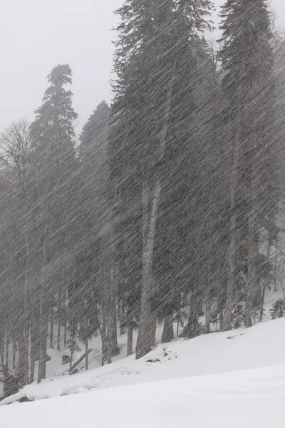 Foresta a nevicata — Foto Stock