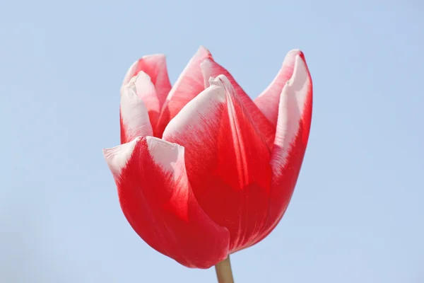 Rote Tulpe über blauem Himmel — Stockfoto