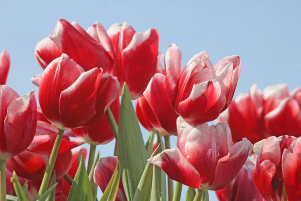 Tulips over blue sky — Stock Photo, Image