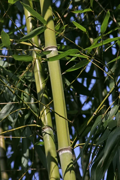 Bambu trädgrenar — Stockfoto