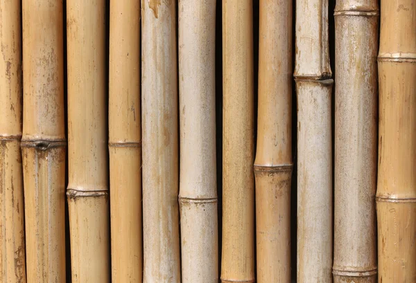 대나무 벽 — 스톡 사진