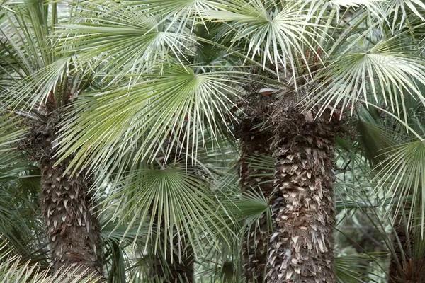 Palmbomen in park — Stockfoto