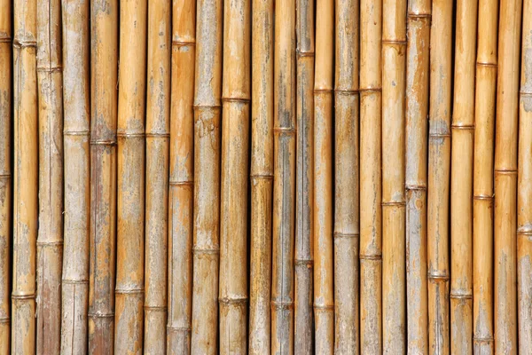 대나무 벽 — 스톡 사진