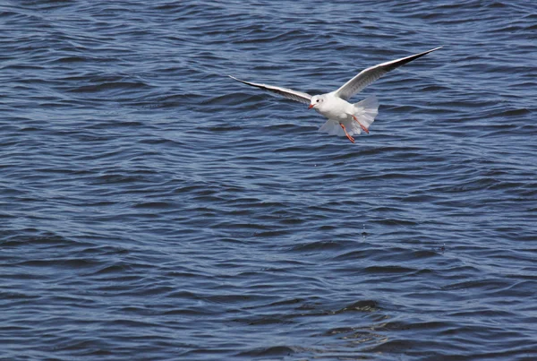 Gull flying above river — Stock Photo, Image