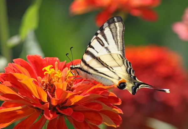 Sommerfugl siddende oven på blomst - Stock-foto