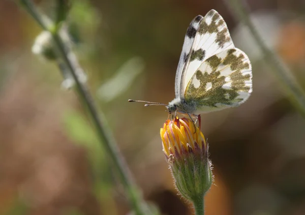Pontia daplidice Schmetterling — Stockfoto