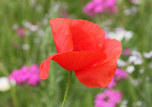 Rode papaver — Stockfoto