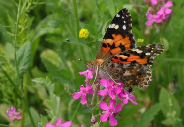 boyalı Bayan kelebek çiçek