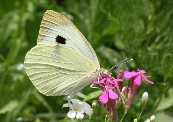 Bílé zelí motýlů — Stock fotografie