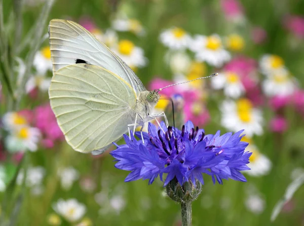 Weißer Schmetterling auf Kornblume — Stockfoto