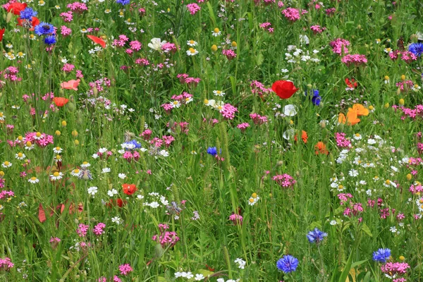 Meadow at summer — Stock Photo, Image