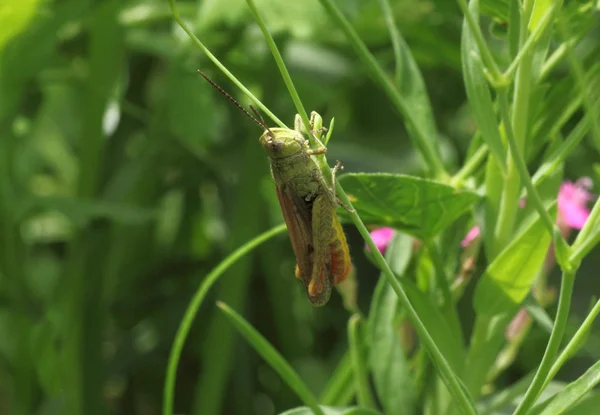 Grasshopper sitting on blade — Stock Photo, Image