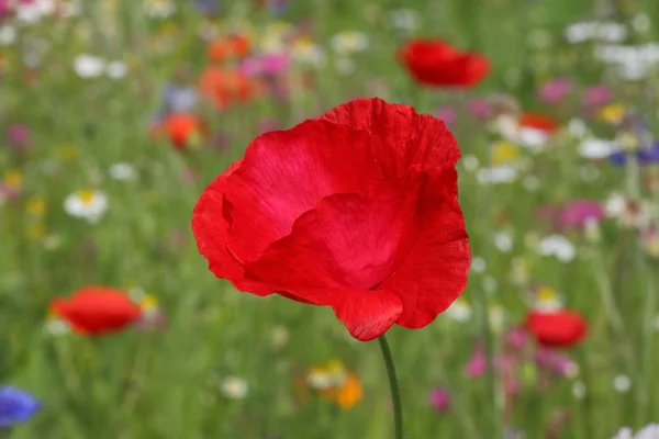 草地上的红色罂粟 — 图库照片