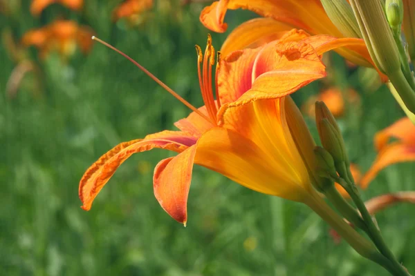 Lily en un jardín — Foto de Stock