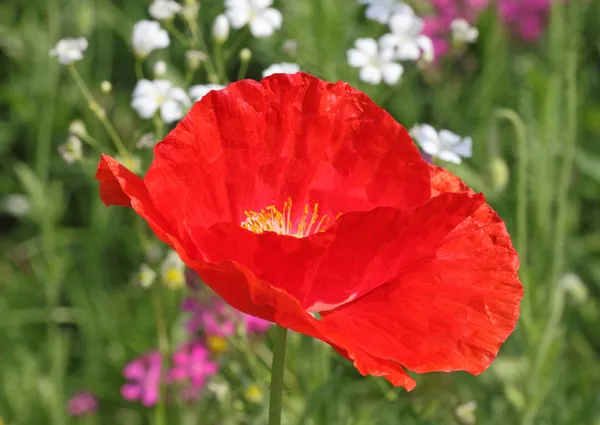 Red poppy on meadow — Stock Photo, Image