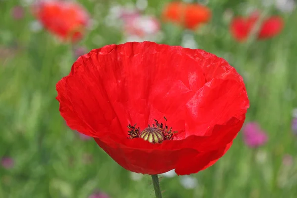 Rode papavers op weide — Stockfoto