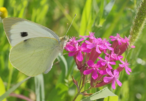 Fehér káposzta pillangó — Stock Fotó
