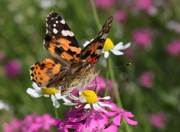 Painted Lady butterfly on flower — Stock Photo, Image