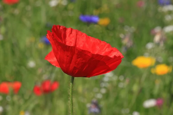 Poppy on meadow — Stock Photo, Image