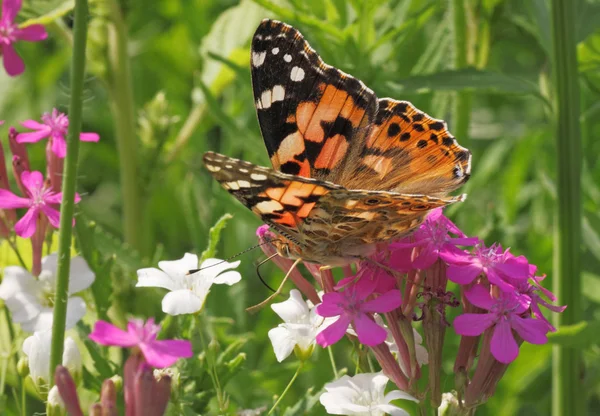 Bemalte Dame Schmetterling auf Blume — Stockfoto