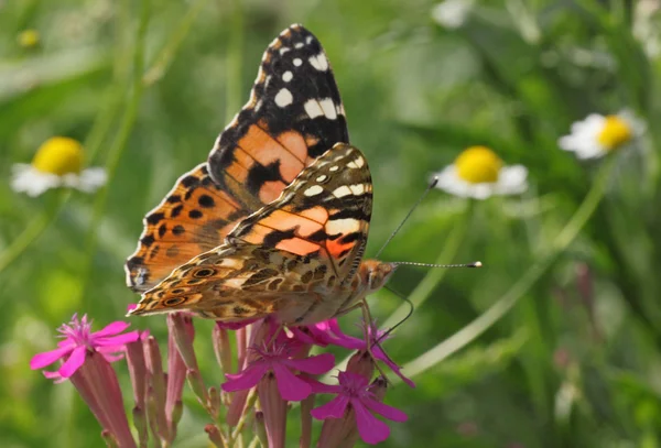 Pani malowane motyl na kwiat — Zdjęcie stockowe