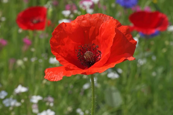 Rode papaver — Stockfoto