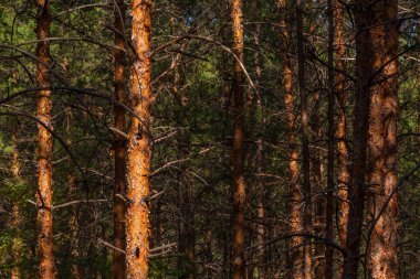 Yazın kozalaklı orman manzarası