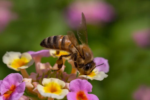 Nahaufnahme Von Bienen Beim Sammeln Von Pollen Bunten Blüten Garten — Stockfoto