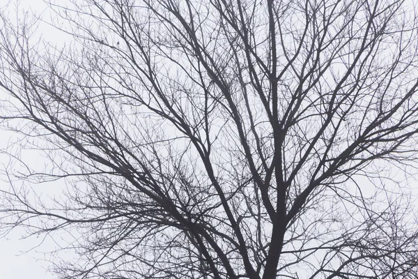 冬の樹冠の眺め — ストック写真