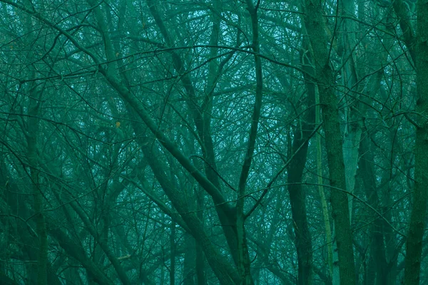 Vista Troncos Galhos Árvores Misteriosa Floresta Inverno — Fotografia de Stock