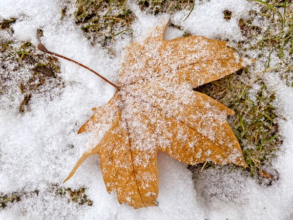 Primer Plano Hoja Arce Seco Cubierto Nieve —  Fotos de Stock