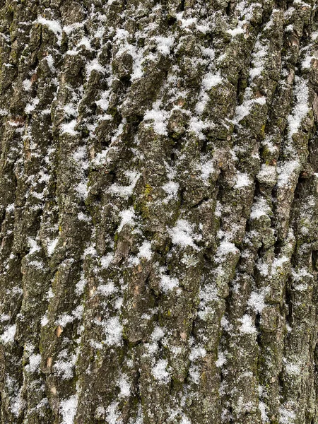 Perto Neve Latido Árvore Inverno — Fotografia de Stock