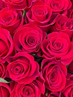 Güzel kırmızı güllerin buketini kapat.