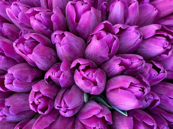 Gros Plan Bouquet Belles Tulipes Violettes — Photo