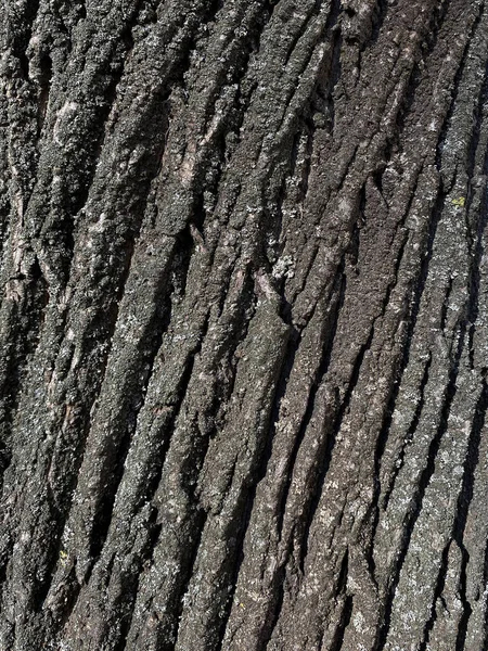 Ağaç Dokusunun Gri Kabuğunu Kapat — Stok fotoğraf