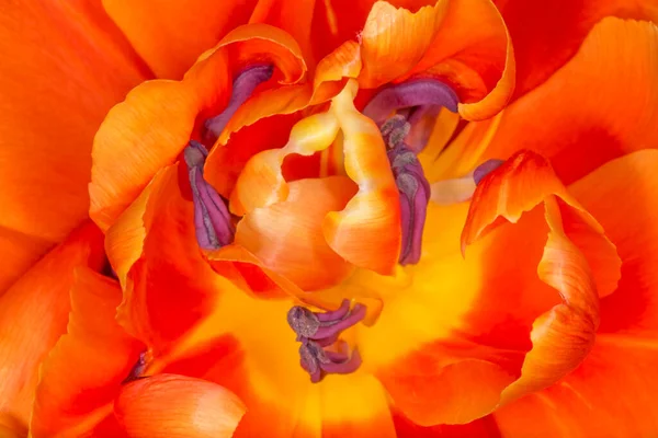 Primer Plano Tulipán Naranja Interior — Foto de Stock