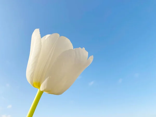 Gros Plan Fleur Tulipe Blanche Contre Ciel Bleu — Photo