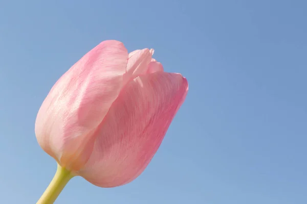 Κοντινό Πλάνο Του Ροζ Τουλίπας Λουλούδι Κατά Του Μπλε Ουρανού — Φωτογραφία Αρχείου