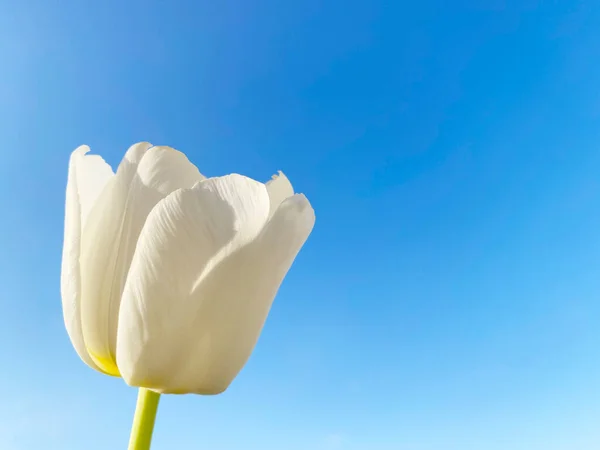 Gros Plan Fleur Tulipe Blanche Contre Ciel Bleu Clair — Photo