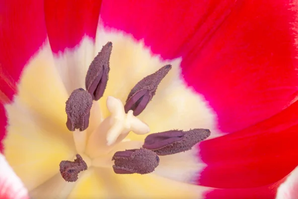 Çindeki Kırmızı Lale Çiçeğini Kapat — Stok fotoğraf