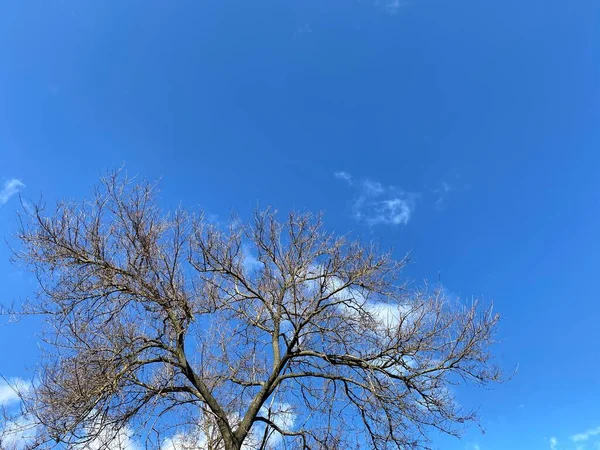Вид Крону Голубого Дерева Фоне Голубого Неба Зимой — стоковое фото